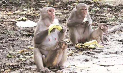 Lý do một ngôi làng cho khỉ đứng tên 129.000m2 đất