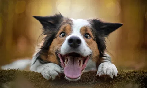 Người đàn ông tử vong vì bệnh dại sau khi cùng họ hàng làm thịt chó