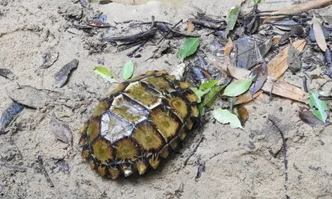 Phát hiện rùa quý hiếm cực đẹp ở Hòn Bà