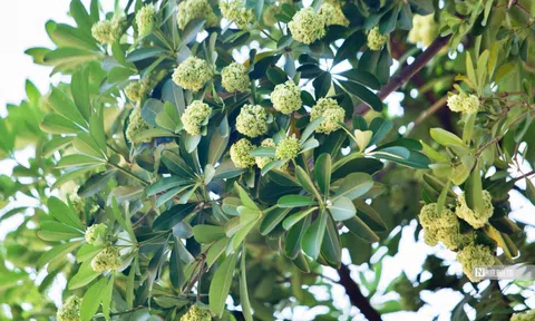 Hà Nội: Đề xuất di dời 80 cây hoa sữa vì mùi hương nồng nặc