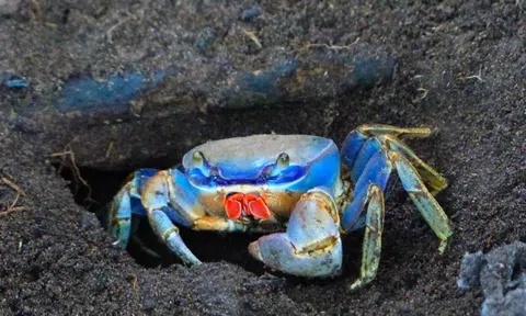 Nhai cua sống để "trả thù", người đàn ông nhận cái kết đắng ngắt