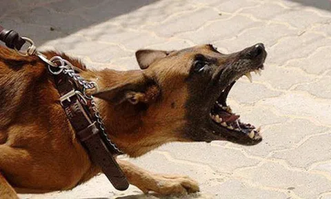 Làm sao để tránh bệnh dại từ vật nuôi?