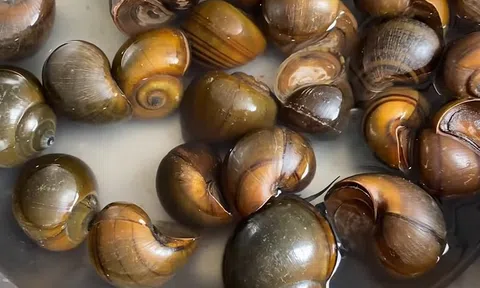 Chế biến ngay món ốc hấp sả cho ngày se lạnh, không làm thật phụ lòng thời tiết