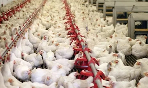 Ngân hàng rao bán đàn gà, hoa lợi,..đảm bảo cho khối nợ hơn 900 tỷ đồng