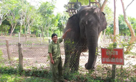 Đắk Lắk: Hơn 55 tỷ đồng để xóa bỏ du lịch cưỡi voi