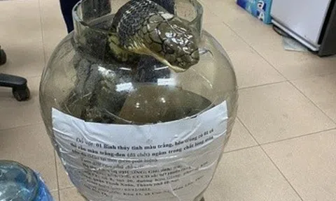 Giết rắn hổ mang chúa nặng gần 10kg, người phụ nữ nhận cái kết đắng