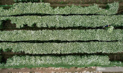 Người dân tất bật thu hoạch cúc họa mi cuối vụ