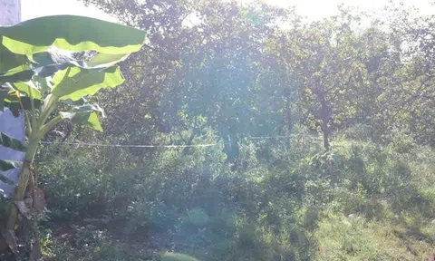 Kiểm tra vườn điều ở Bình Phước, người dân phát hiện bí mật rợn người