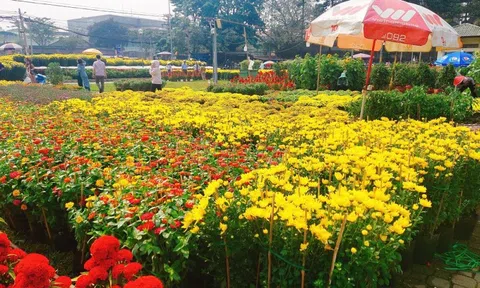 Làng hoa Tết ở Nam bộ: Hối hả chăm cây, hồi hộp ngóng giá