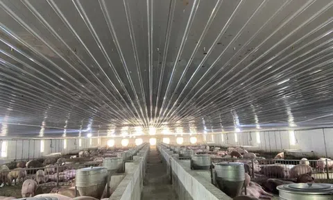 Trước tin đồn không có khả năng trả nợ, HAGL làm ăn ra sao?