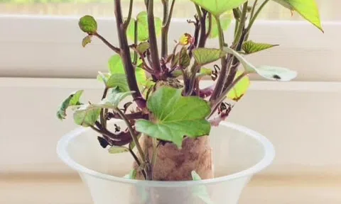 Lạ mắt bonsai rau củ quả rất độc đáo đón Tết, giá cũng khá "chát"