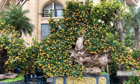 Quất gỗ lũa độc đáo chào Xuân Quý Mão