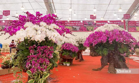 Độc đáo lan Hồ Điệp bonsai chào Tết Quý Mão 2023