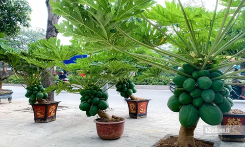Đu đủ bonsai chục triệu đồng/cây chào Tết Quý Mão