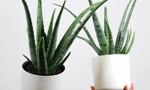 Chỉ cần có 5 loại cây "bảng vàng" trong nhà bảo đảm bạn sẽ ngủ ngon