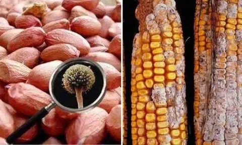 Người phụ nữ mắc ung thư gan vì thường ăn thực phẩm quen thuộc này