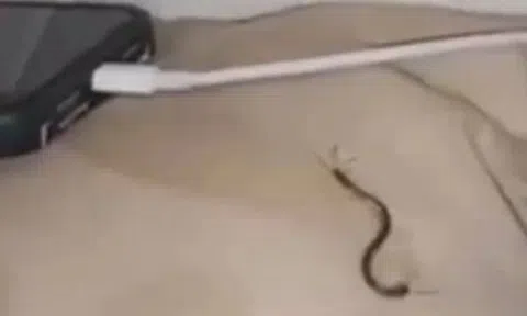 Đang ngủ thì thấy đầu, mặt đau buốt, người phụ nữ sợ hãi khóc nức nở vì phát hiện thứ này