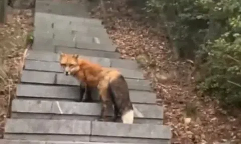 Clip người đàn ông leo núi gặp được "hồ tiên" đạt 1,6 triệu lượt xem