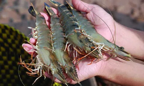 Muốn tôm luộc ngon ngọt, không tanh cần lưu ý ngay mẹo này