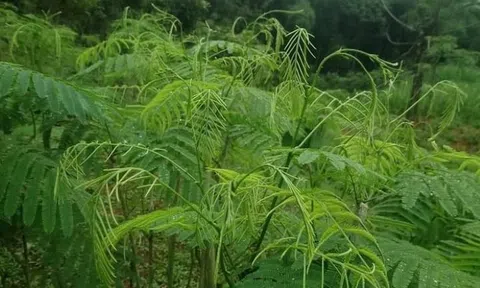 Loại rau dại nghe tên đã "bốc mùi" nhưng ăn vừa ngon vừa là vị thuốc