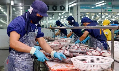 Xuất khẩu cá tra kỳ vọng khởi sắc từ các thị trường lớn