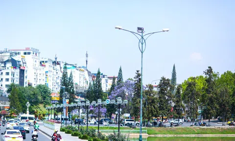 Ngắm hoa phượng tím khoe sắc trên cao nguyên