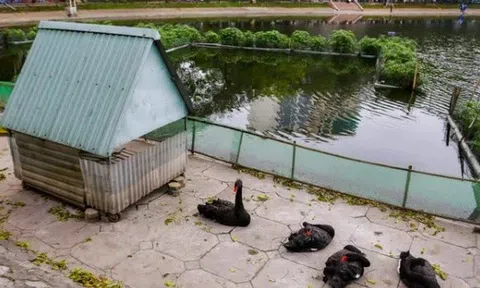 Đàn thiên nga đầu tiên được Hà Nội thí điểm nuôi ở hồ Thiền Quang giờ ra sao?