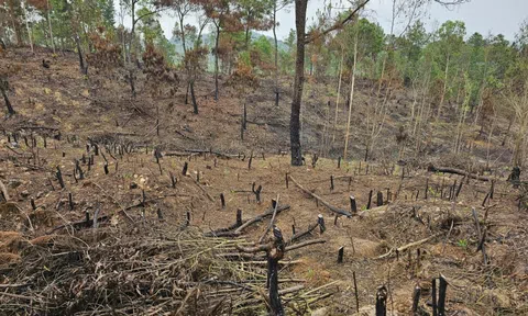 Kiểm lâm Thanh Hóa vào cuộc vụ đốt thực bì phòng cháy phá luôn rừng