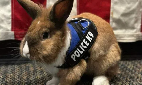 Thỏ được phong làm "sĩ quan chăm sóc sức khỏe"