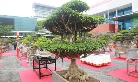 Cây sanh dáng "chùa một cột" có gì độc lạ mà 4 tỷ đồng chủ vẫn chưa bán?