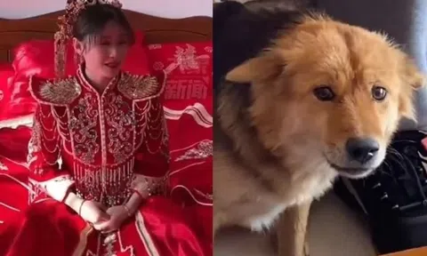 Biểu cảm bàng hoàng của chó cưng khi thấy cô chủ trang điểm khiến tất cả bật cười