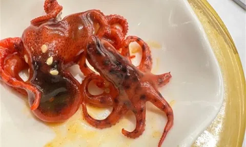 Thực khách suýt ăn món sushi bạch tuộc chứa chất kịch độc