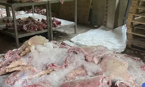 Phát hiện, tiêu hủy hơn 1,7 tấn thịt lợn đã biến đổi màu sắc, hôi thối