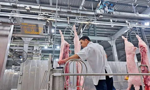 Vì sao nhà máy giết mổ heo công nghiệp chỉ hoạt động cầm chừng với 50% công suất