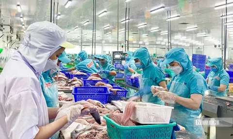 Ngấm đòn lạm phát, một doanh nghiệp cá tra "bốc hơi" hơn 90% lợi nhuận