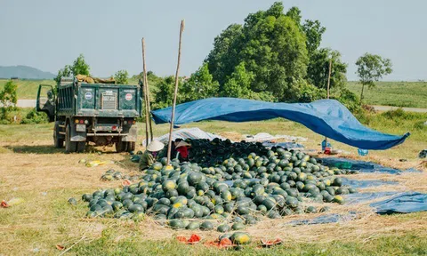 Dưa hấu rớt giá thê thảm, nông dân như “ngồi trên đống lửa”
