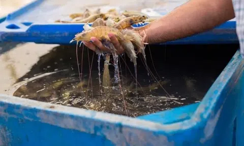 Địa phương nào có nhu cầu lớn về nguồn tôm giống phục vụ sản xuất?