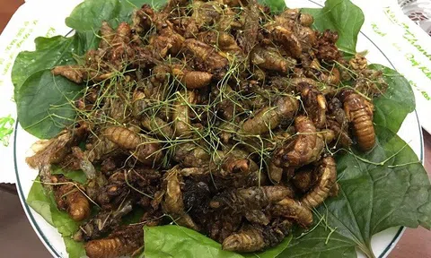 Người phụ nữ nhập viện cấp cứu sau ăn ve sầu xào lá chanh