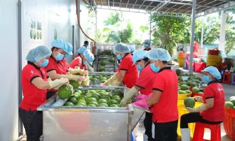 Xuất khẩu rau quả: Tín hiệu khả quan và những triển vọng