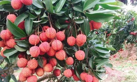 Hàng trăm thương nhân Trung Quốc tới Việt Nam thu mua vải thiều