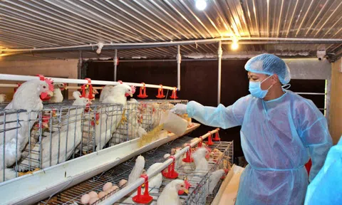 Doanh nghiệp ngành chăn nuôi gia cầm kêu cứu Thủ tướng