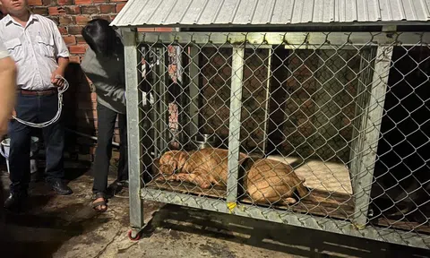 Bình Dương: Chó Pitbull cắn chết một người phụ nữ