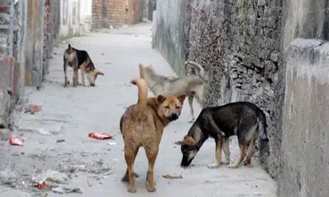 TP.HCM chỉ đạo liên quan bệnh dại và xử lý chó thả rông