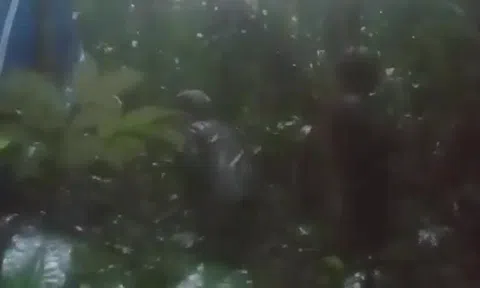 Rơi máy bay ở rừng nhiệt đới Amazon: Tìm thấy 4 trẻ em còn sống sau 16 ngày mất tích