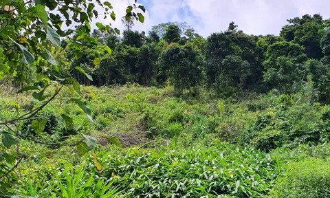 Lâm Đồng: Làm rõ thông tin có hổ xuất hiện ở vườn cao su