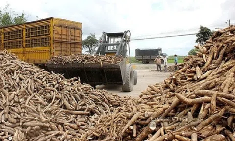 Trung Quốc chi số tiền lớn để mua trên 1 triệu tấn sắn của Việt Nam