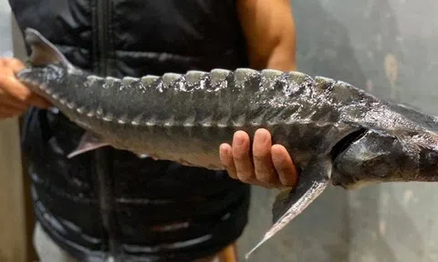 Gần 200 lô cá tầm Trung Quốc thiếu pháp lý vẫn tràn vào Việt Nam