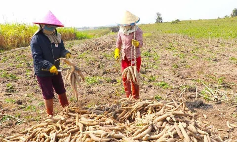 Xuất khẩu sắn của Việt Nam sang Nhật: Con số khích lệ và những dự báo