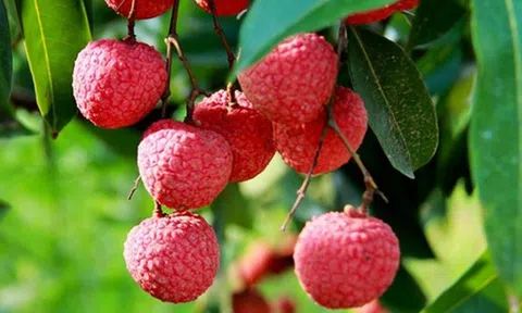 Sẵn sàng các điều kiện đưa trái vải chinh phục các thị trường lớn