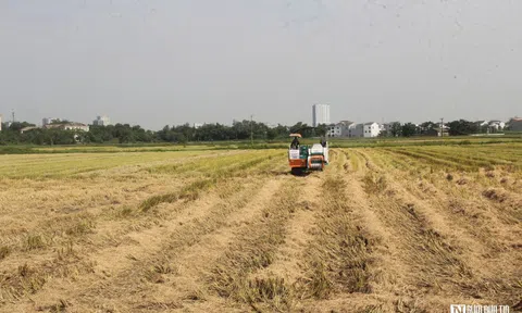 Vật vã gom rơm dưới nắng 40 độ C, nông dân bỏ túi hàng trăm triệu đồng